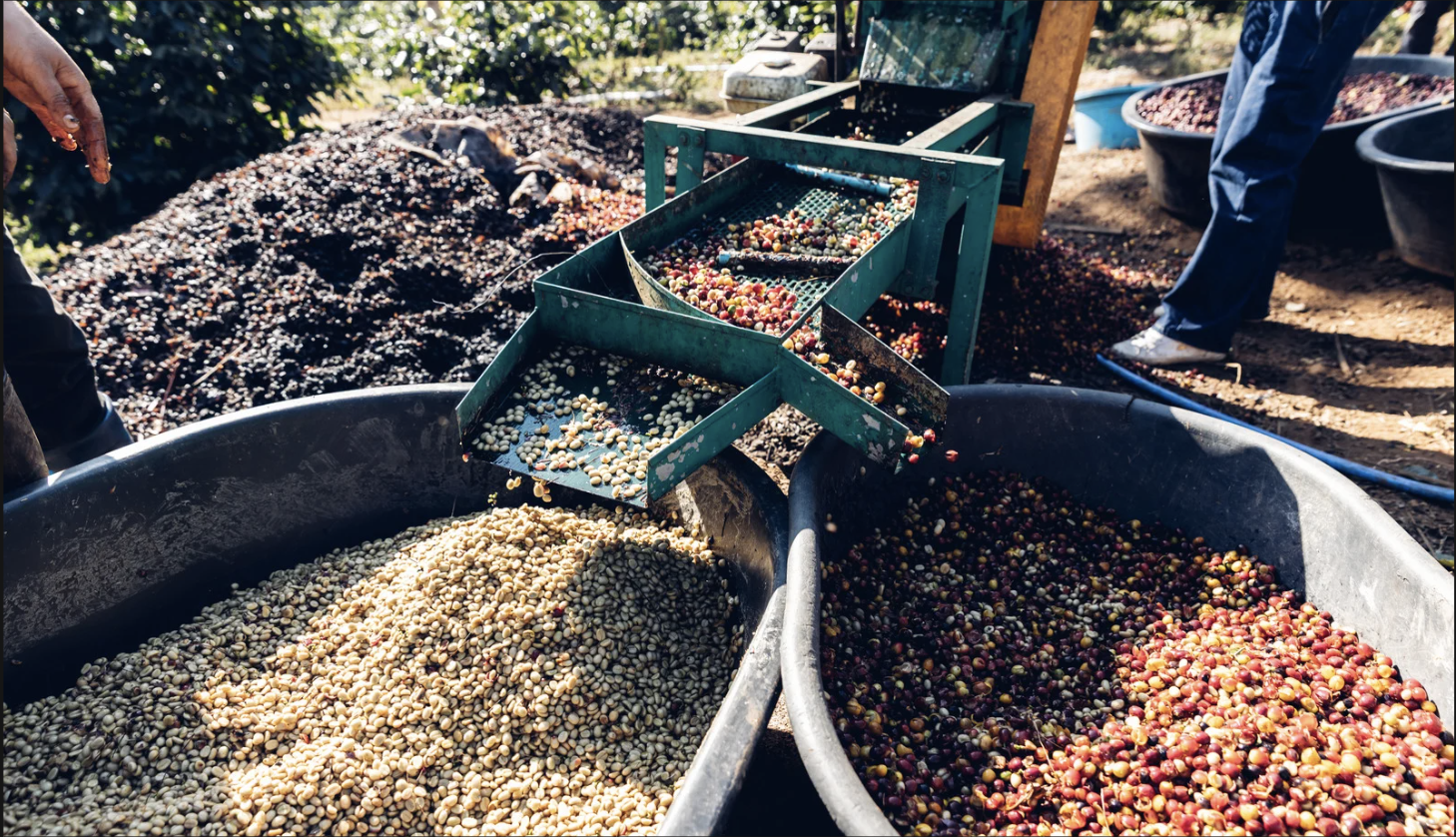 Coffee processing and sorting